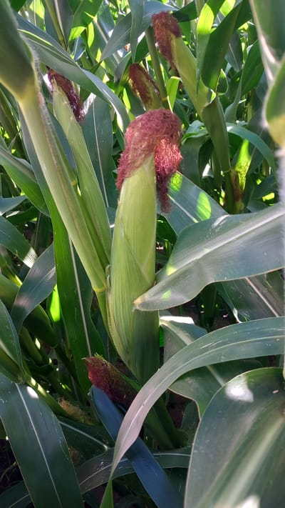 A close-up, eye-level, vertical shot depicts a cornfield with several developing ears of corn. The foreground is dominated by lush, green corn stalks and leaves, with one ear of corn prominently featured on the right side of the frame. This ear is partially encased in pale green husks, topped with reddish-brown silks. Sunlight filters through the leaves, casting dappled shadows and creating bright highlights on the foliage. In the background, more corn stalks and ears are visible, suggesting a dense field. The overall impression is one of natural growth and agricultural bounty. The specific location of this cornfield in Oliveira do Bairro, Portugal, cannot be determined from the visual information alone.