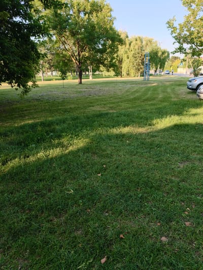 The image depicts a park-like setting with a large grassy area in the foreground and middle ground. Several trees with green foliage are scattered throughout the scene, with some casting shadows on the grass. In the background, there are more trees, some appearing to be weeping willows, and a blue, abstract sculpture. Beyond the trees, a paved area with parked cars and a street can be seen. A pedestrian crossing sign is visible on the right side of the street. The sky is clear and blue, suggesting a sunny day. The sunlight filtering through the trees creates a dappled effect on the grass, indicating it is likely late afternoon or early morning. There are no people actively engaged in any activity, and the scene appears peaceful and serene. The presence of parked cars and a street suggests an urban or suburban park. No text is visible in the image.
