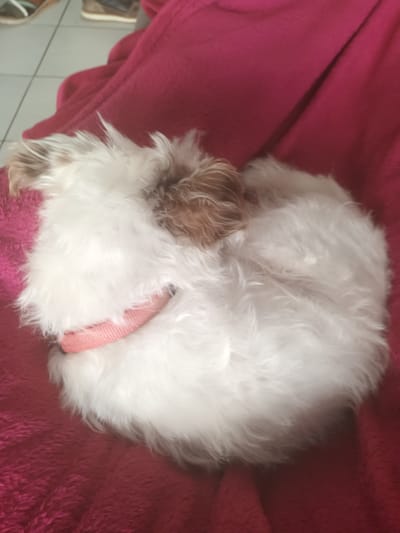A small, white and brown dog with a pink collar is curled up asleep on a pink blanket. The scene is located in a room with a tiled floor, possibly indoors, but no further details are provided to identify it as Libramont, Belgium. A shoe is also visible at the bottom.
