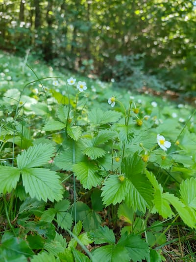 The image shows a close-up view of wild strawberry plants with small white flowers and developing green fruits. The plants are growing in a dense cluster on the forest floor, with lush green leaves and stems. In the background, out of focus, is a blurred forest scene with sunlight filtering through the trees. The location is specified as Dolovi, Montenegro. There are no people or animals visible in the image.