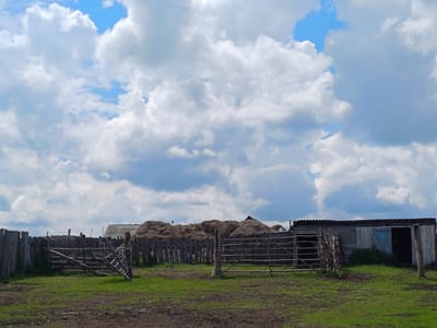 The image depicts a rural scene on a partly cloudy day, likely in the village of Nigamatovo, Russia. In the foreground, there is a grassy, uneven yard with some patches of dirt. A weathered wooden fence runs across the midground, with an opening in the center featuring a wooden gate. To the left of the gate, a section of the fence appears to be made of upright wooden posts. To the right of the gate, a rustic wooden structure, possibly a shed or stable, is visible with a partially open blue door. Behind the fence and gate, large, densely packed piles of hay or straw are stacked high. Further back, more wooden fencing and structures can be seen, suggesting a farm or a homestead. The sky is dominated by large, fluffy white clouds interspersed with patches of bright blue sky. The overall impression is one of a functional agricultural setting.