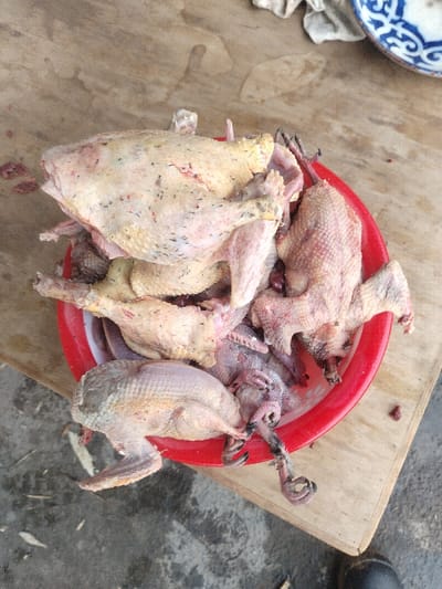 The scene, located in the city of Nurli zamin, Uzbekistan, displays a red plastic basin containing approximately a dozen raw, partially-plucked poultry carcasses and butchered parts. The fowl, consistent with ducks or similar waterfowl, exhibit pale yellowish skin, scattered dark pinfeathers, and some reddish discoloration. Visible features include intact heads, webbed feet, and various body sections with internal organs. The red basin, with a white interior rim, rests on a light brown wooden surface that shows stains and moisture. In the upper right background, a fragment of a blue and white patterned ceramic dish and light-colored fabric are partially visible. The lower left frame reveals a transition from the wooden surface to a textured grey ground. No individuals or active processes are depicted.