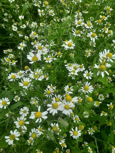 The image displays a dense patch of chamomile flowers in full bloom, interspersed with lush green foliage. The flowers are characterized by their white ray florets and yellow disc florets, many of which are fully open, while others are still in bud. The scene is natural and appears to be outdoors, possibly in a field or garden. The overall impression is one of a vibrant, natural setting abundant with wildflowers. There is no indication of any specific urban location such as Luka-Meleshkivska, Ukraine, or any people, actions, or interactions.