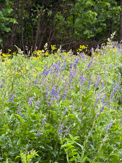 This media file showcases a vibrant natural scene featuring a dense array of wildflowers. The dominant subjects are lush green foliage and a multitude of small purple flowers, likely Vicia species, interspersed with clusters of small yellow flowers, possibly from a Senecio species, and some wispy white seed heads. The plants are growing densely, creating a textured and layered visual. On the left side of the frame, a darker area suggests the presence of trees and branches, providing a contrasting backdrop of shadow and deeper greens.

The scene depicts a thriving ecosystem, likely in a meadow or along a roadside given the abundance of wildflowers. The lighting suggests daytime, with the sun illuminating the flowers and leaves, creating bright highlights and some soft shadows. The overall impression is one of natural beauty and a flourishing environment. There are no people, objects, or visible text in the image. The location context of Biisi, Georgia, suggests this is a natural landscape typical of the region. The weather appears to be pleasant and conducive to plant growth, with no indications of harsh conditions. The focus is entirely on the botanical elements, conveying a sense of peacefulness and the vitality of nature.