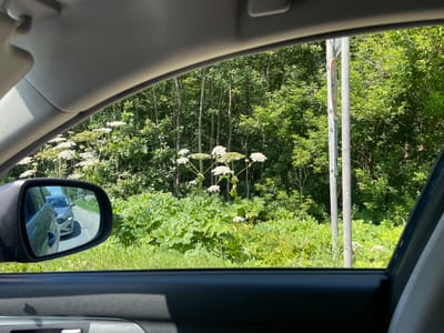 This media file captures a view from inside a car, looking out the side window towards a roadside scene in Samylenka, Russia. The primary subjects are the large, white flowering plants that appear to be hogweed, dominating the foreground and midground of the natural landscape. Their umbrella-like flower clusters are prominent against the dense green foliage of trees and other vegetation. A tall, gray pole with a round sign is visible on the right side of the frame, suggesting a roadside location. In the side mirror, a silver car is reflected, indicating that the photo was taken while in transit. The scene is bathed in bright sunlight, suggesting it is daytime, likely late morning or early afternoon, under clear or partly cloudy skies. The abundance of lush greenery points to a temperate season, probably summer. The overall mood is one of a casual observation of a rural or semi-rural environment from the comfort of a vehicle. There is no visible text in the image other than what might be on the road sign, which is too blurry to discern.