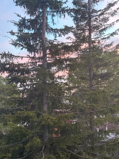 The image shows two evergreen trees in the foreground, likely spruce or fir, with their branches and needles filling most of the frame. The trees have thick, textured bark and appear to be mature. Behind the trees, a pale sky with wisps of pink and light blue clouds suggests either sunrise or sunset. In the background, partially obscured by the branches, are rooftops of residential buildings with dark colored tiles, and some lighter colored structures which might be fences or walls. The environment appears to be a residential area within the city of Nagornyi, Russia, characterized by vegetation interspersed with housing. There are no people or animals visible in the image. The lighting is soft, consistent with twilight hours.