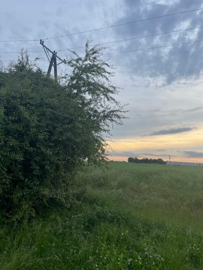 The image captures a rural landscape scene in Wysoka, Poland, at dusk. A prominent wooden power pole with wires stretches across the upper portion of the frame, partially obscured by the foliage of a large, dense green tree on the left. In the middle ground, a vast field of tall green grass and wildflowers extends towards a distant line of trees. Along the horizon, a modern building complex with a telecommunications tower stands against the twilight sky, which is painted with hues of orange, yellow, and gray clouds. The overall atmosphere is serene and quiet.