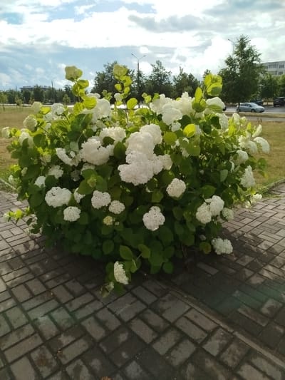 A low-angle, eye-level shot captures a dense, bushy plant with numerous clusters of white flowers, likely hydrangeas, in full bloom. The plant is situated on a paved area made of rectangular, gray bricks laid in a herringbone pattern. The foreground shows the brickwork, some of which appears damp, with scattered debris. Behind the plant, a grassy area with sparse trees stretches towards a road where a silver car and another dark-colored vehicle are visible. In the background, there are more trees and a multi-story building. The sky is partly cloudy with blue sky visible between white and gray clouds. Streetlights are also present in the scene. The overall impression is of a well-maintained urban or suburban green space. The location is identified as Свіслацкі сельскі Савет, Belarus.