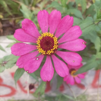 A Zinnia flower, vibrant fuchsia or bright magenta in hue, is centrally positioned and in sharp focus. It features approximately sixteen ray petals, some displaying minor, light-colored blemishes or small perforations. The flower's center consists of a dark reddish-brown disc, encircled by a prominent ring of small, bright yellow florets with visible anthers. Green foliage belonging to the plant is visible around and behind the main flower. In the blurred background, a second, out-of-focus pink Zinnia flower is partially discernible in the lower right, indicating additional growth. Beneath the flowers, a light-colored, blurred surface, possibly concrete, exhibits indistinct red markings or graffiti. The scene is located in Pasir Muncang, Indonesia.