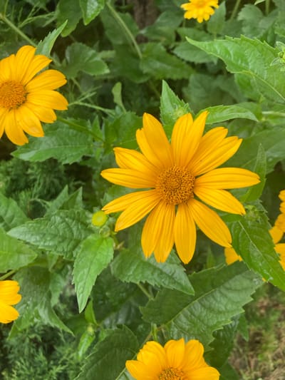 In Матыкальскі сельскі Савет, Belarus, an outdoor, close-up, vertical photograph showcases a cluster of bright yellow daisies interspersed with vibrant green foliage. The focus is on a large daisy in the center, its ray florets radiating outwards from a textured brown disc. Another daisy is partially visible on the left, and two more are hinted at in the lower right and upper center. The leaves are lush and appear slightly damp, suggesting recent rain or dew. The background consists of more greenery and a dark, indistinct area, possibly soil or a shadowed part of the garden. The lighting is diffused, creating soft shadows and highlighting the dew drops on some of the petals.