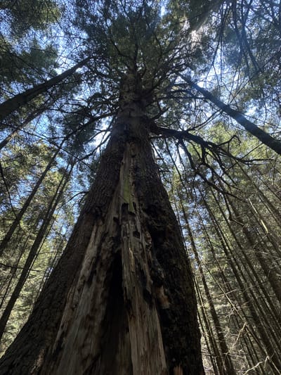 The image shows a low-angle view looking up into a forest canopy. A large, somewhat decayed tree trunk dominates the center of the frame, angled upwards. The bark of the tree is weathered and partially damaged, revealing the wood beneath. Smaller trees surround the central trunk, their straight, thin trunks rising towards the sky. Light filters through the canopy, creating a dappled effect against the blue sky visible in the gaps. The scene appears to be a natural woodland setting. No people, actions or interactions are visible, and the environment is a dense forest. Guadaloupe, Mexico is not discernible.