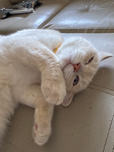 The image shows a close-up of a light-colored cat resting on a beige, textured surface, possibly a sofa. The cat is lying on its back with its front paws crossed over its chest, and its head is tilted to the side, with one eye partially closed. The cat's fur appears soft and fluffy, and it has light blue eyes and a pink nose. A hint of a yellow collar is visible around its neck. The background surface shows some creasing and minor marks, suggesting it is a used piece of furniture. The lighting is soft, indicating it could be daytime indoors. The overall mood is relaxed and peaceful, with the cat appearing comfortable and perhaps sleepy. No text is visible in the image.