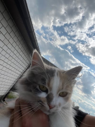 A close-up, waist-up, low-angle outdoor photograph taken from the perspective of someone holding a cat. The cat, which appears to be a calico with long fur, is held in the lower left quadrant of the frame, facing forward and looking towards the camera. Its yellow-green eyes are visible, as are its whiskers and part of its face, which is a mix of white, gray, and patches of orange-brown. The person's hand, visible in the lower center, is gently holding the cat's chin and chest.
In the upper left portion of the image, a white brick wall with dark brown trim runs diagonally across the frame. Above the wall and the cat, the sky is filled with white and gray clouds against a bright blue sky. The overall lighting suggests it is daytime, possibly late afternoon, with the sun casting some shadows. The location is identified as Sobishchytsi, Ukraine.