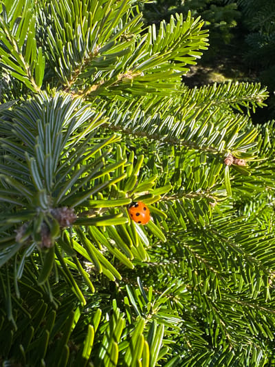 The image depicts a close-up view of a green fir tree branch, with a ladybug resting on one of the needles. The ladybug is orange with black spots. The background shows more of the fir tree branches. The location of Balhall, United Kingdom cannot be identified in the scene.