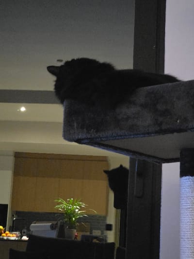 This image, taken in Eeklo, Belgium, depicts an indoor domestic scene. A solid black cat is resting in the upper foreground on a plush, grey carpeted platform of a cat tree. Its head is oriented towards the upper left. To the immediate right, a vertical white sisal-rope wrapped scratching post, part of the same cat tree structure, is partially visible. The background reveals a kitchen or open-plan living area, featuring a countertop with a green potted plant, a white paper towel dispenser, and a bowl containing citrus fruits. Above the counter, light brown wall cabinets are visible, positioned above a grey tiled backsplash. The white ceiling is equipped with recessed light fixtures. A dark, indistinct reflection or silhouette, possibly of a cat's head, is observable behind a vertical structural element of the cat tree in the lower right background. The scene is illuminated by ambient artificial light.