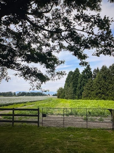 The image presents a rural agricultural landscape located in Electoral Area A, Canada. The upper foreground is partially obscured by dark, silhouetted tree branches. The lower foreground consists of green grass, which transitions to a dark wooden fence section on the left and an open black metal farm gate on the right. Beyond the fence and gate, two distinct cultivated fields extend into the midground. The field to the left is covered with numerous small, light-colored elements, indicative of flowering crops. The field to the right features dense, vibrant green foliage. A prominent line of tall, dark green coniferous trees borders the right field. In the distant background, hazy blue mountains are visible beneath a sky with scattered white clouds. Faint, light-colored structures are discernible within the distant farmlands. No individuals are present in the scene.