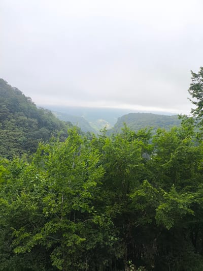An outdoor, medium shot captures a lush, green mountainous landscape under an overcast sky. In the foreground, dense foliage of trees with vibrant green leaves dominates the lower half of the frame, creating a wall of green. Beyond this immediate vegetation, rolling hills covered in more trees recede into the distance, their forms softened by the atmospheric haze. The overall impression is one of a dense, natural environment, possibly a forest or a mountainous region with significant tree cover. The sky is a uniform pale gray, suggesting a cloudy or foggy day, which lends a muted and serene quality to the scene.