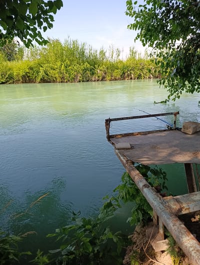 An elevated, rusty metal platform juts out over a calm, turquoise river in Salar, Uzbekistan. The platform, with a makeshift railing made of thin metal bars and wire, appears weathered and shows signs of rust. A fishing rod is propped up on the platform, its line cast into the water, suggesting an angler was recently present or is actively fishing. A large, light-colored stone rests on the edge of the platform. Lush green vegetation lines the opposite bank of the river, with dense reeds and trees creating a natural backdrop. The water reflects the sky, which is a clear, pale blue. The foreground is partially obscured by overhanging green leaves and branches from trees.