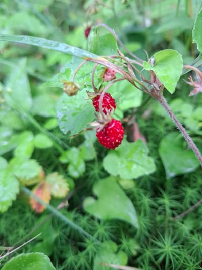 The image shows a close-up view of wild strawberries on a plant, surrounded by green foliage and moss. The strawberries are small and red, with visible seeds. Some leaves are wet, suggesting recent rain. The background is blurred, but appears to be a natural, outdoor setting. The image is taken at ground level. It is not possible to determine the exact location within Mikkeli, Finland based on the visual information provided in the image alone.