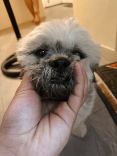 The image shows a close-up, eye-level shot of a fluffy Shih Tzu puppy being held by a person's hand. The puppy has light-colored fur with gray markings around its eyes and snout, and its mouth is slightly open, revealing a pink tongue. The hand is supporting the puppy's face, with fingers gently cupping its chin. In the background, out of focus, are bare legs and feet, suggesting a domestic setting. A dark object, possibly a chair leg or leash, is visible on the left. The lighting suggests it could be daytime, with soft, warm tones in the background. The puppy appears calm and comfortable. No text is visible in the image. The location context is Imus, Philippines.