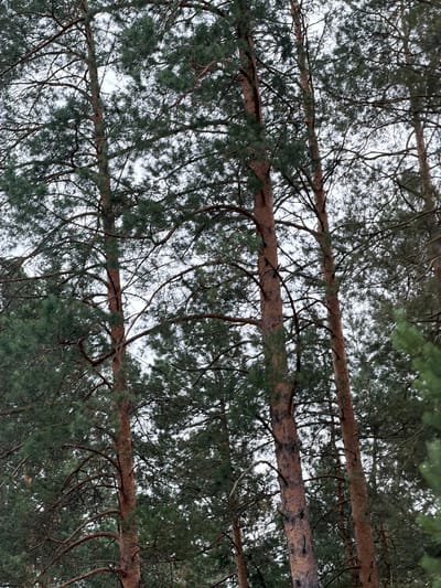 The image shows a dense canopy of pine trees seen from below. The perspective is looking upwards, so the tree trunks and branches appear to extend across the frame. The branches are thick and rough, with a reddish-brown bark. They are covered in dark green pine needles, creating a textured and layered effect. The sky is visible through the gaps in the branches, and it appears overcast, suggesting a cloudy or possibly a winter day. The overall impression is one of being surrounded by nature, deep within a forest. There are no people or distinct objects visible, only the natural elements of the trees and the sky. The light is diffused, and there are no strong shadows, which is consistent with an overcast sky. The image evokes a sense of stillness and natural beauty. The location context provided is Kamlak, Russia.