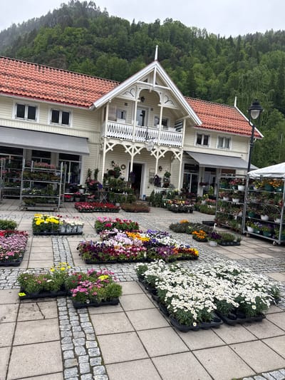 This image captures an outdoor flower shop or garden center, featuring a vibrant display of various plants and flowers in front of a traditional building. The setting is a paved area, combining large square concrete tiles with strips of cobblestones, indicating a pathway or outdoor retail space.

The main subject is the extensive collection of flowers, arranged in black plastic trays and on multi-tiered metal display racks. Prominently featured are numerous white daisy-like flowers, likely Marguerites, filling several trays. Other vibrant colors are abundant, including purple, pink, yellow, orange, and mixed varieties of bedding plants. Some flowers are also displayed in hanging baskets on the metal racks.

The building behind the flower display is a two-story, light-colored wooden house, possibly white or cream, with a distinctive red-tiled gabled roof. It features white decorative trim, a second-story balcony with intricate white railings, and multiple windows. A grey awning extends over a ground-floor entrance, and a traditional black lamppost is visible near the roofline.

In the background, a dense, green forest covers a steep hillside or mountain, suggesting a natural, possibly rugged, landscape. The sky appears overcast or hazy, indicating daytime with soft, diffused light. There are no people visible in the scene.

Notable details include a small yellow price tag on one tray of pink flowers displaying "49.90," likely denoting a price in Norwegian Krone. The overall atmosphere is tranquil and inviting, showcasing a charming retail environment amidst scenic natural surroundings in Dalen, Norway.