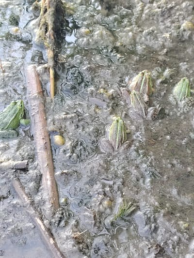 The image depicts a close-up view of a shallow body of water with a muddy bottom. Several frogs are visible in the water, some partially submerged. The frogs appear to be of the same species, characterized by green coloration with darker stripes. One frog on the left is clearly visible, with its head and front limbs exposed. Other frogs are further into the scene, with their backs and hind legs showing. The water is murky and reflects the surrounding environment, creating a mottled appearance. There are also some plant fragments and debris scattered throughout the water and along the muddy bank. The overall scene suggests a natural wetland habitat. The context provided indicates the location is in Заямнаўскі сельскі Савет, Belarus, suggesting a rural or semi-rural setting.