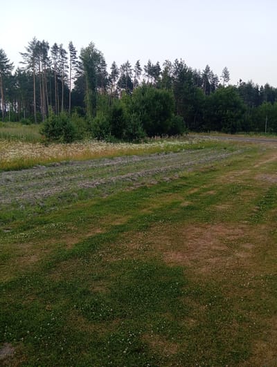 The image depicts a rural landscape in Belarus, likely during the late afternoon or early evening given the soft, diffused light. The scene is dominated by a dense forest line in the background, composed of tall coniferous trees interspersed with deciduous foliage. In the mid-ground, a field is visible with rows of tilled earth, suggesting recent agricultural activity such as plowing or planting. Adjacent to this tilled field is an area of wildflowers, predominantly white, adding a touch of natural beauty. The foreground consists of a grassy field, with patches of healthy green grass and areas showing signs of dryness or browning, indicative of summer conditions. Small white flowers, possibly clover, are scattered throughout the grass. A dirt road or path curves through the right side of the image, leading towards the forest. The sky is overcast with a pale, grayish hue. There are no people or animals visible in the image, and no text is present. The overall impression is one of peaceful, rural tranquility.