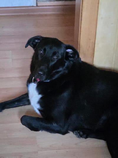 A black dog with a white chest is lying on a light brown wooden floor. The dog is facing left and looking at the camera with its head tilted. A silver ring is around the dog's neck, and its tongue is slightly out. The background consists of wooden walls and a hint of a doorway. The image appears to have been taken indoors in a residential setting.