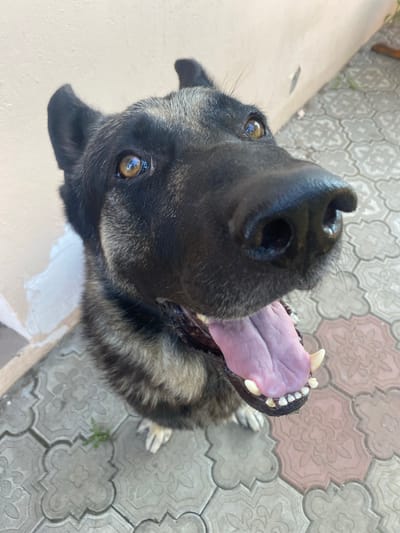The photograph shows a close-up, high-angle view of a German Shepherd dog looking directly at the camera with its mouth open and tongue extended. The dog has dark fur with grey and tan markings on its face and body. Its eyes are brown and reflect light. The dog is standing on a paved surface composed of interlocking decorative tiles in shades of grey and pink. In the background, a light-colored wall is visible, with some white paint or plaster patches. The setting appears to be outdoors, possibly a courtyard or pathway. The image was captured in Межводненское сельское поселение, Ukraine.