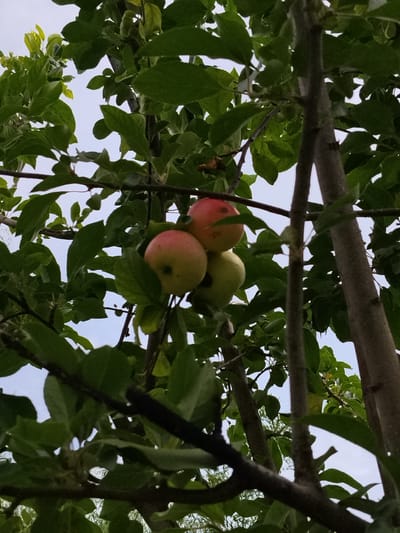 A low-angle, medium shot captures a cluster of three apples hanging from a tree branch amidst lush green foliage and a pale sky. The apples are positioned in the lower center of the frame. The leftmost apple is a pale green, while the middle and rightmost apples exhibit a reddish blush. The tree has rough, gray bark and appears to be in a natural outdoor setting. The image was taken in Djany-Pahta, Kyrgyzstan.