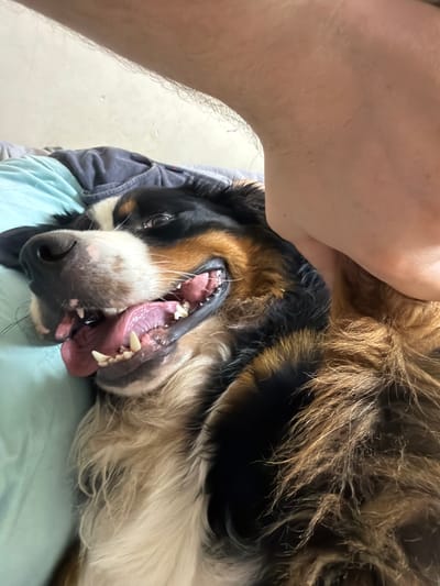A Bernese Mountain Dog lies on its back on a teal blanket, with its head tilted upwards. The dog's mouth is open, with its tongue visible, and its eyes are looking towards the camera. A person's arm is visible in the upper right corner of the image, with their hand resting on the dog's chest. The background consists of a wall and what appears to be a bed. The location of this scene is in Nakhabino, Russia.