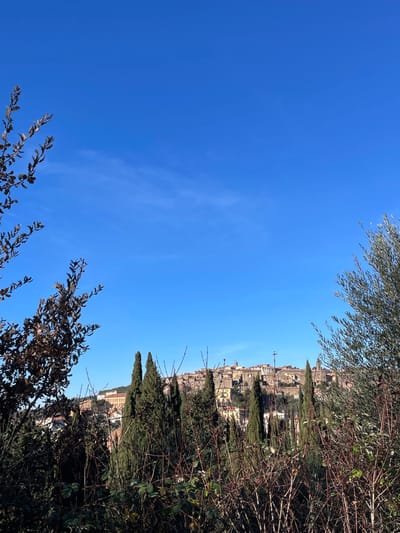 The image displays a scenic view dominated by a clear, bright blue sky, occupying roughly the top-left two-thirds of the frame. In the distance, on the right side of the image, lies a town or city characterized by numerous buildings with light-colored facades, possibly made of stone or plaster, clustered together on what appears to be a hillside or hilltop.

The foreground and midground on the right and bottom edges are framed by various types of foliage. There are distinct, tall, slender cypress trees interspersed with other lush green trees and bushes. Some darker, sparser branches, possibly bare or with dry leaves, are visible in the lower right and bottom parts of the image, adding texture to the natural elements. A lighter green, leafy tree branch, possibly an olive tree, extends into the upper-left corner, partially silhouetted against the blue sky.

The scene depicts a bright, sunny day, indicated by the vibrant blue sky and lack of heavy cloud cover, with only very faint, wispy clouds visible in some areas of the sky. The overall impression is one of a peaceful, expansive landscape vista overlooking a historic settlement. Given the location context of Seggiano, Italy, the architecture and vegetation are consistent with a Mediterranean or Tuscan setting. There are no people, explicit activities, or visible text in the image.