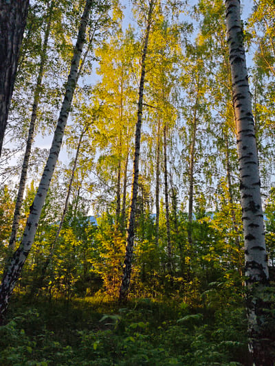 The image depicts a birch forest in what appears to be late afternoon sunlight. The foreground consists of dense undergrowth and greenery, transitioning into a midground filled with slender birch trees with their characteristic white bark and black markings. The trees vary in thickness and height, creating a layered effect. The upper canopy is a mix of green and yellow foliage, suggesting the onset of autumn. The sunlight filters through the leaves, casting dappled shadows on the ground and illuminating some of the trees with a golden glow. The sky is partially visible through the gaps in the canopy, appearing a pale blue. The image suggests a location within a natural or park area, potentially located in the city of Мичуринский, Russia. No people, specific objects, actions or interactions are visible.