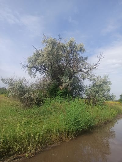 An outdoor, full shot captures a reflective, muddy puddle on the right side of the frame, with its surface mirroring the overcast sky and the surrounding vegetation. The ground next to the puddle is covered in tall, vibrant green grass and dense bushes. In the center of the image, a large, mature tree with silvery-green foliage dominates the scene. Its branches are bare in some areas, revealing a network of thin, dark twigs. Behind the central tree, more trees and shrubs can be seen, creating a sense of depth. The sky above is a pale blue with scattered, wispy white clouds. The overall impression is of a natural, uncultivated landscape, likely in a rural or semi-rural setting. This image was taken in the city of Novoselivka, Ukraine.