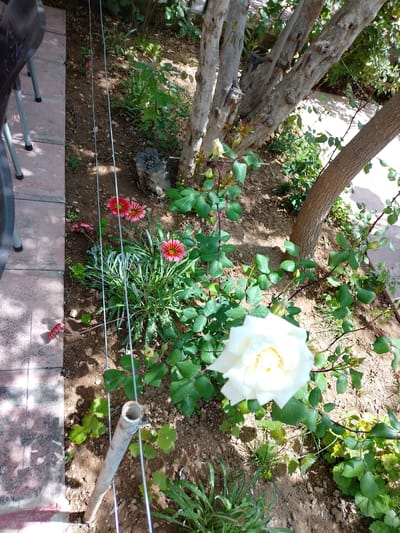 This image captures a sunlit garden bed in Qudsaiya, Syria, bordered by a paved patio on the left where the legs and partial backs of dark-colored chairs are visible. In the foreground, a large white rose is prominently displayed, slightly out of focus, with rosebuds on its green bush. Further back in the garden, several vibrant red and pink flowers with distinct yellow centers, likely Gazanias, add splashes of color. The garden floor consists of light brown soil, sparsely covered with various green plants and some grass-like foliage, with a weathered tree stump visible near the center.

Multiple tree trunks, ranging in color from light grey to brown, rise throughout the scene, some appearing multi-stemmed. Thin metal wires run vertically through the garden bed, possibly for plant support or as a boundary, alongside a thicker, hollow metal pipe in the lower left. The bright sunlight casts distinct shadows on the paved area and within the garden, indicating a clear, daytime setting. There are no people present, and no specific activities are taking place. The scene conveys a peaceful outdoor environment. No visible text is present.