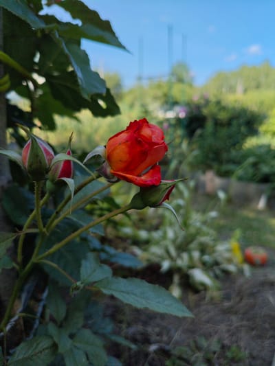 A close-up shot focuses on a vibrant orange and red rose in a garden setting. The rose is in partial bloom, with its petals unfurling. To the left of the main rose, there are two rosebuds, one larger and pointed, the other smaller and slightly more open, both showing hints of red within their green sepals.
The rose bush has green leaves and thorny stems, some of which are out of focus in the foreground and background. The background suggests a sunny day with a clear blue sky. The garden appears lush, with more greenery, blurred plants with white and green variegation, and a hint of other garden elements like a red tomato or pumpkin in the far right background. The lighting indicates it is likely daytime, possibly late morning or afternoon, with soft sunlight illuminating the rose. The overall mood is peaceful and natural, highlighting the beauty of the blooming flower. The location is identified as Краснадворскі сельскі Савет, Belarus. There is no visible text in the image.