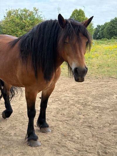 A brown horse with a long black mane stands on a sandy surface. The horse's head is turned to the right, with its eyes closed. In the background, there is a field of yellow flowers and green trees under a cloudy sky. The scene appears to be in a rural or outdoor setting, possibly a farm or pasture, located in Melick, Netherlands.