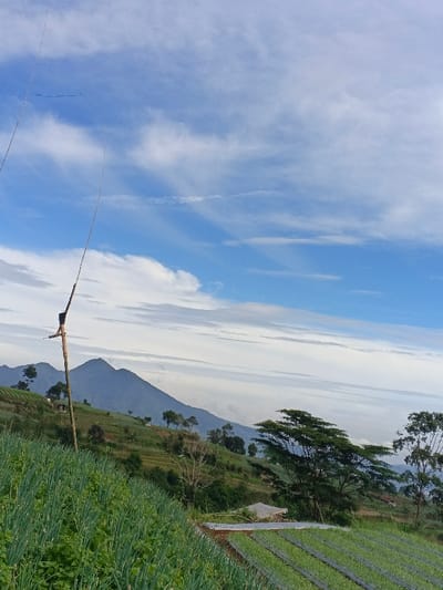 A lush landscape features rows of green plants in the foreground, possibly crops growing on terraced hillsides. In the midground, trees dot the slope leading to a mountain range in the distance, partially obscured by mist. A clear blue sky with scattered clouds fills the upper portion of the image. Two tall bamboo poles stand out on the left, creating an interesting vertical element against the natural scenery.