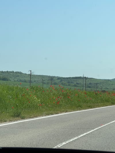 The image shows a roadside scene near Boryana, Bulgaria. A two-lane asphalt road with a broken white centerline is visible. Adjacent to the road is a grassy area with scattered red poppies and what appears to be power lines running along the landscape behind the roadside. The sky is clear and light blue. The view appears to be from a moving vehicle, based on the darkened edge in the frame on the right.