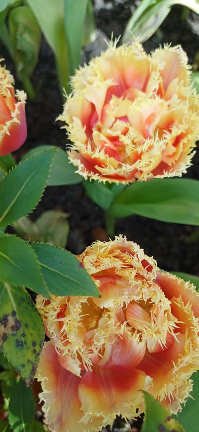 A close-up shot captures two fringed tulips in bloom, their petals a vibrant gradient of orange and yellow, with delicate, frilly edges. One tulip is in the foreground, slightly out of focus, revealing its intricate petal structure. The other tulip, further back and sharper in focus, is positioned to the right of the frame, showcasing its full bloom. Green leaves, some showing minor dark spots, are visible in the foreground and mid-ground, adding a touch of natural contrast. The background consists of dark soil and blurred green foliage, suggesting an outdoor garden setting. The image does not contain any people or any identifiable landmarks that would indicate its specific location within Map Ta Phut, Thailand.
