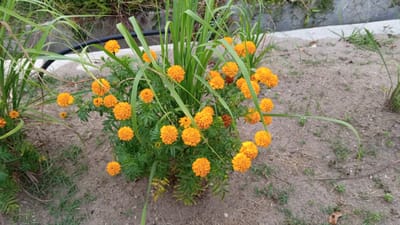 The image shows a patch of bright orange marigold flowers and blades of grass growing in soil, presumably in a garden or yard. The location is Blangtingkeum, Indonesia, but there are no clues in the image to confirm or deny this. A black hose is visible in the upper left corner. The ground consists of light brown soil with sparse patches of green grass and small weeds. The scene appears to be outdoors during daylight hours. There are no people present in the image.