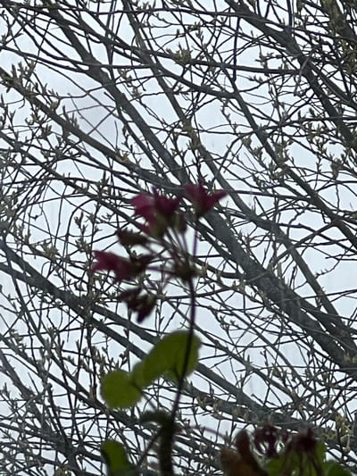 The image displays a close-up view of a tree's branches against a bright, overcast sky. The branches form a dense, intricate network, mostly bare but showing numerous small, light-colored buds and emerging leaves, indicative of early spring. In the foreground, some blurred foliage is visible, with elements appearing reddish-purple and green, possibly early flowers or larger leaves. The sky is a uniform light gray, suggesting cloudy or overcast weather. No people or animals are present, and there is no visible text. The scene captures a natural landscape detail, likely in Krasnoyar, Russia, focusing on the intricate patterns of budding branches.