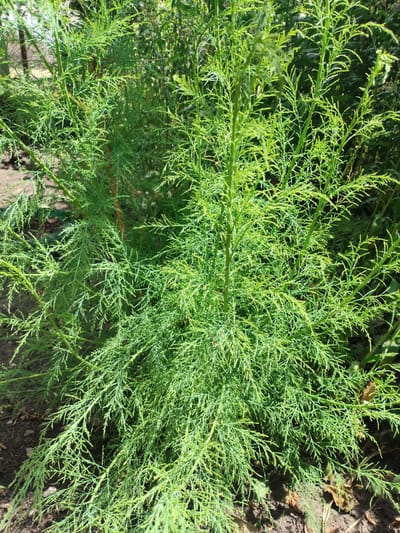 This is a medium-close shot of a dense, green, feathery plant, likely a shrub or a tall herb, in an outdoor setting. The plant has numerous slender, branching stems covered in fine, needle-like foliage. The overall impression is one of lushness and abundance. The ground is visible at the bottom of the frame, appearing as dark soil with some fallen brown leaves. The background is blurred and consists of more greenery, suggesting other plants or trees. The lighting indicates it is daytime, with the sun highlighting the leaves and creating some shadows. The image does not contain any people or discernible actions. The location is stated to be the city of Saksahan, Ukraine.