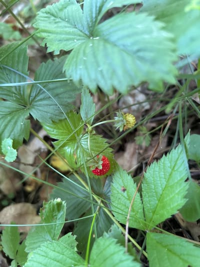 A close-up, overhead shot captures wild strawberries growing amongst green leaves and grass in the Гудзевіцкі сельскі Савет, Belarus. A single ripe, red wild strawberry is prominently featured, nestled within the foliage. To its left, an unripe, yellow-green strawberry or flower bud is visible. The background consists of blurred leaves, grass, and the forest floor, suggesting an outdoor, natural setting. The lighting is diffused, creating soft shadows and highlighting the textures of the plants. There are no people or animals present in the image.