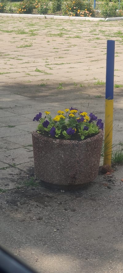 A photograph captures a stone planter filled with yellow and purple flowers, situated on a paved area adjacent to a yellow and blue striped pole. The paved area is intermittently covered with sparse green grass. In the background, a row of flowering bushes with orange and yellow blooms is visible, bordering a strip of grass. The overall scene depicts an outdoor urban setting, likely a park or a public space.