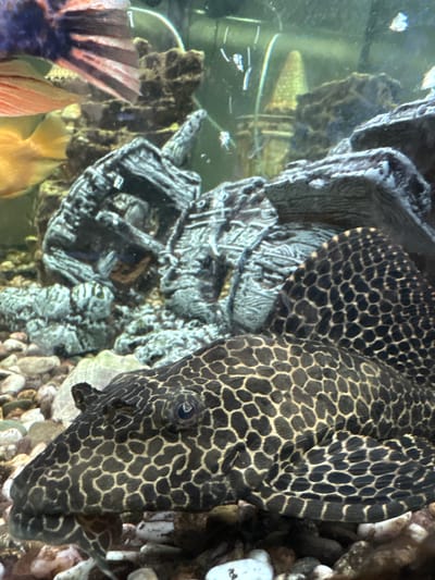 This is a close-up, eye-level, vertical shot of a plecostomus fish in an aquarium. The fish is dark brown with a distinctive pattern of light brown or yellow spots, almost honeycomb-like, covering its body and head. Its eye is visible, a small, dark orb. The fish is positioned in the foreground, resting on a bed of small, multicolored pebbles. In the background, there are dark, rocky structures, possibly artificial aquarium decorations, and blurry shapes of other fish and aquarium plants. There are no people or actions depicted. The environment is an aquarium. The image is not located in the city of Pavlov, Russia; it is an underwater scene.