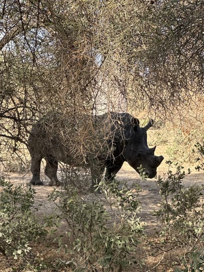 An image, oriented vertically, captures a black rhinoceros partially hidden amidst dense, thorny bushes and dry vegetation in what appears to be a savanna or bushland environment. The rhinoceros, a large, dark-skinned animal, is seen from a slightly elevated perspective. Its head, facing towards the right side of the frame, is clearly visible with its distinctive horn and ear shape. Its back and a portion of its body and legs are also discernible through the tangled network of branches and leaves.

The scene is dominated by natural elements: numerous intertwining thorny branches, some with small green leaves, create a thick screen in the foreground and around the animal. Beyond the immediate vegetation, the ground is covered in dry, golden-brown grass and dirt, indicating arid conditions. The lighting suggests it is daytime, possibly late morning or early afternoon, with clear skies illuminating the scene. Shadows are visible on the ground and within the foliage, adding depth to the image. The overall impression is one of a wild animal in its natural habitat, using the dense vegetation for cover or foraging. The location, Communauté rurale de Sindia, Senegal, is consistent with such a habitat. There is no visible text in the image.