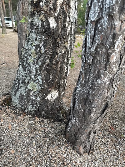 The image displays a close-up, slightly elevated view of two large, fallen tree trunks resting on gravelly ground. The trunk in the foreground, positioned diagonally across the lower left, features thick, deeply furrowed bark with prominent patches of white and light grey lichen or weathered surfaces, contrasting with its dark grey and black base. Small clusters of green leaves are visible peeking out from its side.
The second trunk lies parallel to the first, further back and slightly higher in the frame. Its bark also appears rough and dark, interspersed with scattered, bright white markings, possibly indicating a different type of lichen or advanced weathering. A narrow gap separates the two trunks, revealing a glimpse of out-of-focus green foliage beyond.
The ground is uniformly covered with small, light-colored gravel, pebbles, and dirt, interspersed with dry pine needles and a few scattered leaves. The background, largely out of focus, shows more green vegetation. On the far left, indistinct shapes suggest a wooden fence and possibly a white vehicle or building in the distance.
The scene is tranquil and devoid of human activity, captured during daytime under what appears to be diffused light, as no strong shadows are cast. No visible text is present in the image. The overall setting suggests a natural or semi-natural environment, consistent with an outdoor location in Zerendi, Kazakhstan.