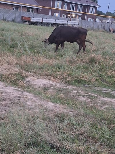 The image depicts an outdoor scene in Новостройка, Kyrgyzstan, with a dark-colored bull grazing in a grassy field. In the background, a multi-story building with a dark red facade and white-trimmed windows is visible. A grey brick wall runs along the property line in front of the building. Several trucks with white trailer beds are parked behind the wall. The ground in the foreground is a dirt path with sparse vegetation. The lighting suggests it is either early morning or late evening.